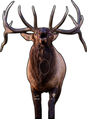 Elk101 Signature Series Bull Elk 2D Archery Target (by Deadnuts Outdoors)