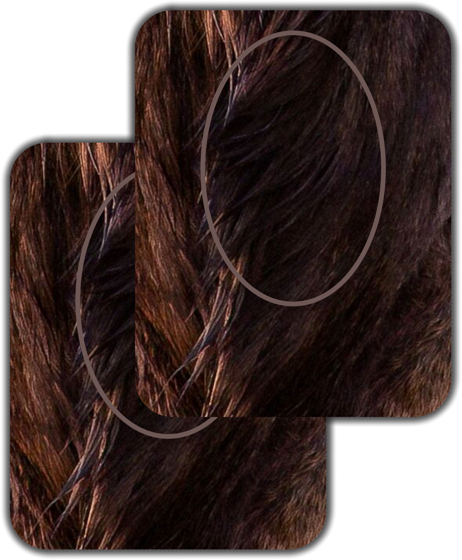 Elk 101 Signature Series Frontal Bull Elk Vital Zones